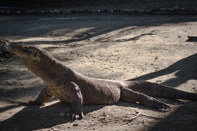 Komodo is cold blooded. In the morning, they would climb the hill to sunbathe and then go back to shady areas to cool down