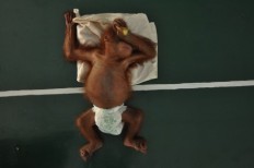 Baby orangutan found alone, crying in C. Kalimantan plantation