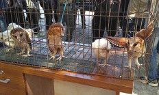 Attempt to trade 11 protected animals foiled