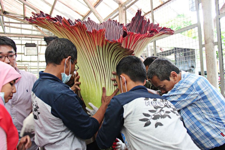 Rafflesia, corpse flowers included in conservation document