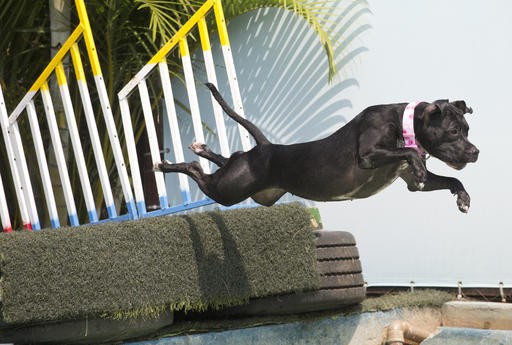 Rio de Janeiro hosts Brazil's first Dog Olympics - World - The Jakarta Post