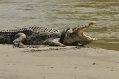 Efforts to remove tire from crocodile’s neck continue