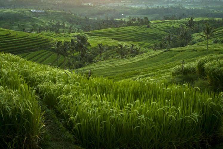 The beautiful Jatiluwih rice terraces in Tabanan, Bali, Indonesia.