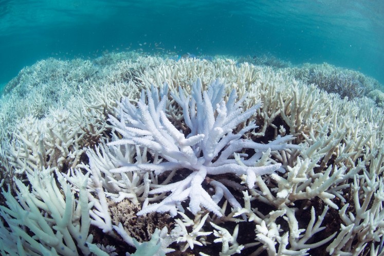 This March 2016 photo released by The Ocean Agency/XL Catlin Seaview Survey shows coral bleached white by heat stress in New Caledonia. Coral reefs, unique underwater ecosystems that sustain a quarter of the world's marine species and half a billion people, are dying on an unprecedented scale. Scientists are racing to prevent a complete wipeout within decades.