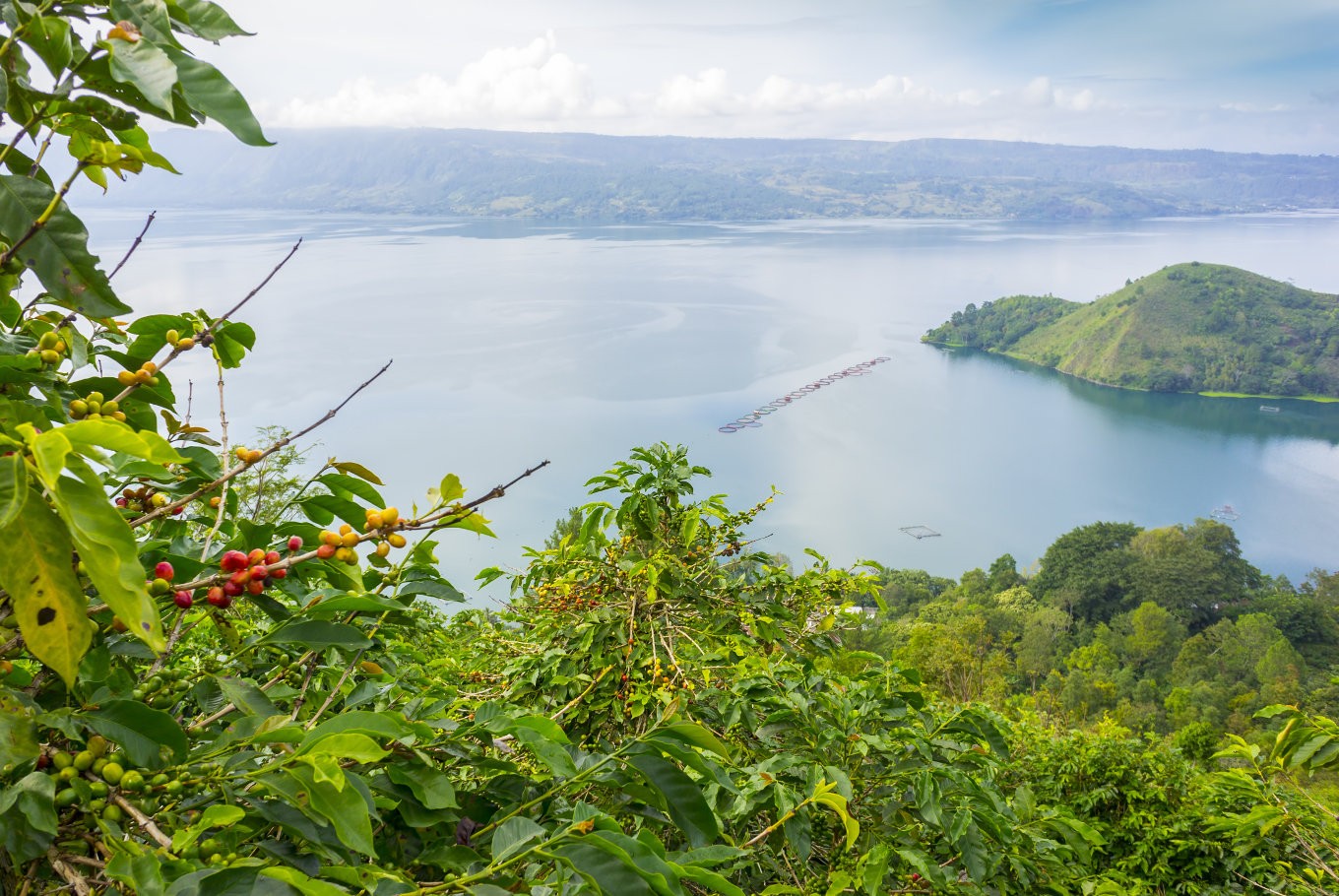 North Sumatra to host coffee festival in Lake Toba