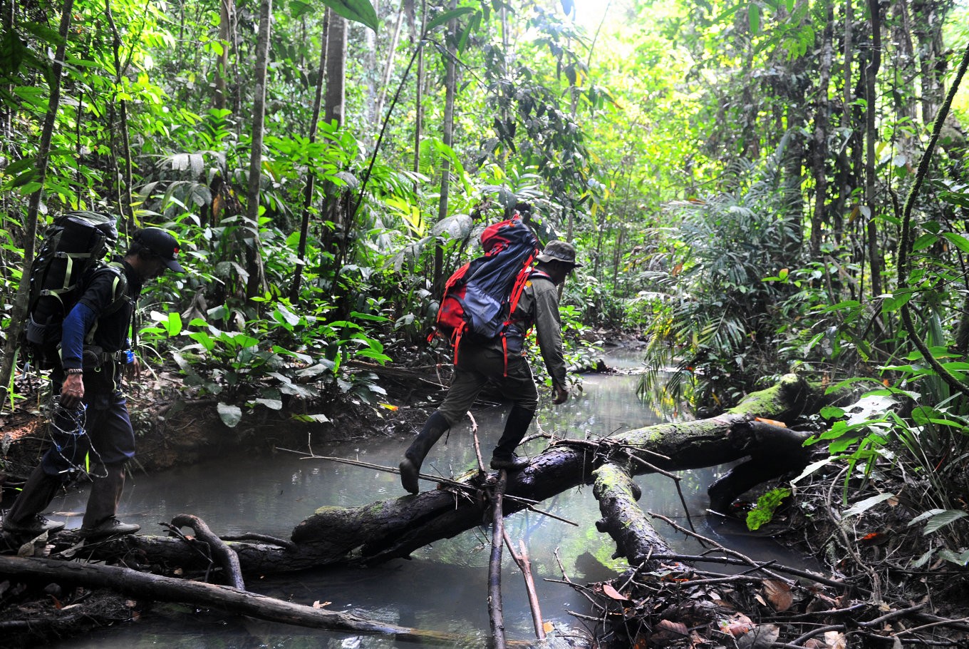 Indonesian forest rangers making their way through the Leuser ecosystem rainforest, located mostly within the province of Aceh on the northern tip of the island of Sumatra. Image: AFP / The Jakarta Post