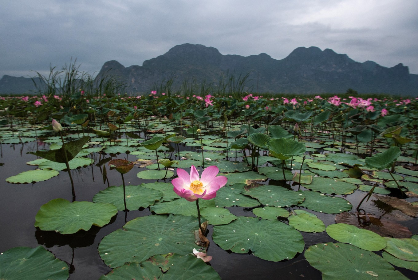 After 10-year gap, Thai lotuses bloom again