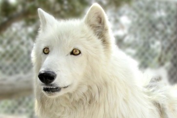 George R.R. Martin pays tribute to dead wolf named after GoT’s ‘Ghost’