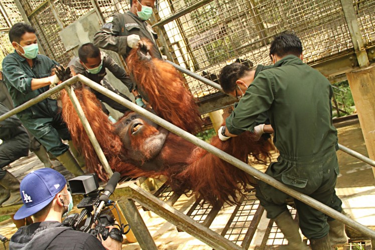 Into the wild: Borneo Orangutan Survival Foundation (BOSF) workers move Romeo, a 30 year-old East Kalimantan orangutan, to a cage on an artificial island in Samboja Lestari, Kutai Kartanegara, to prepare for his release into his natural habitat. 