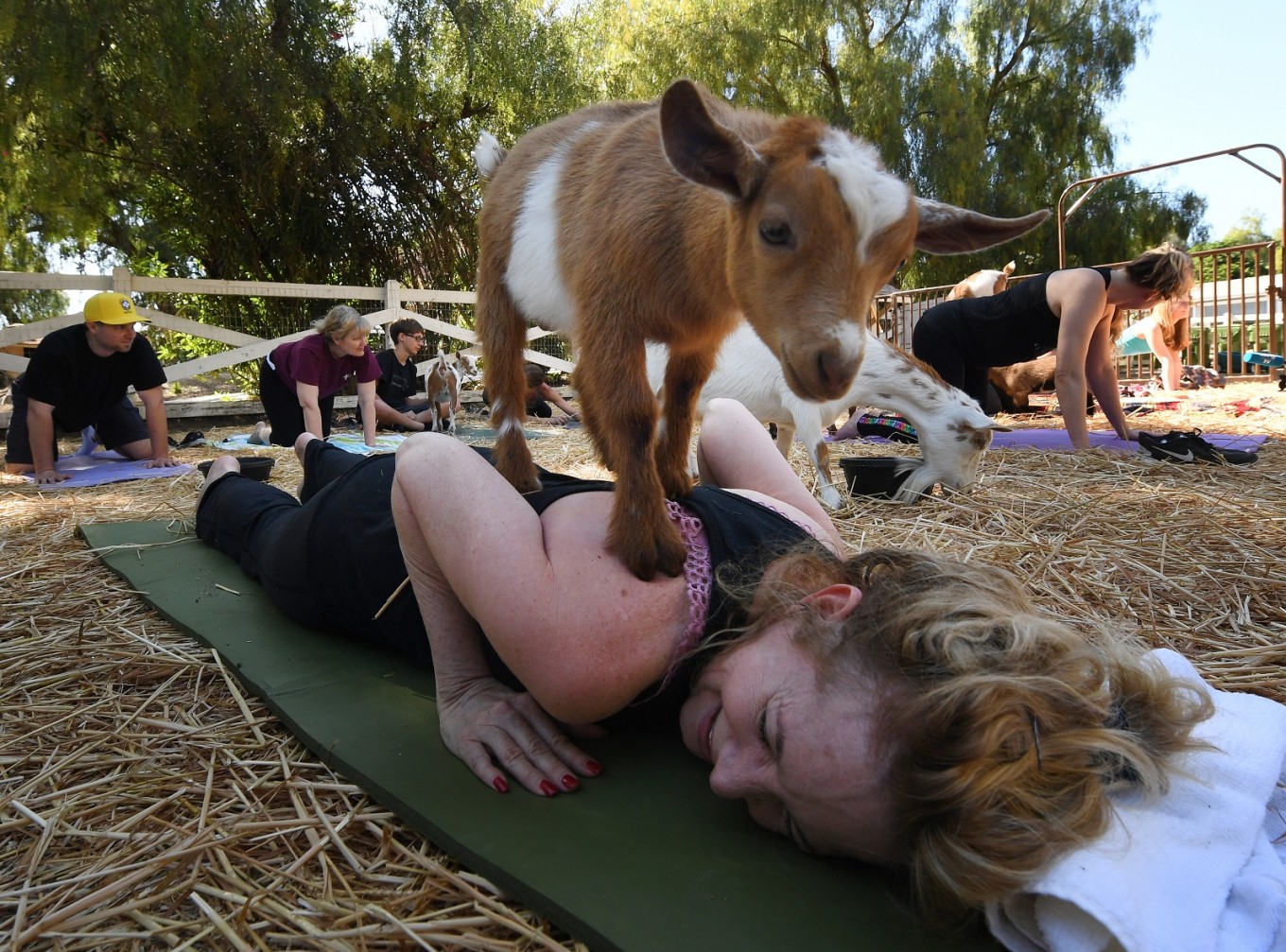 Yoga with goats craze takes off in US - Health - The Jakarta Post