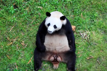 Panda mania hits Germany as China's cuddly envoys arrive