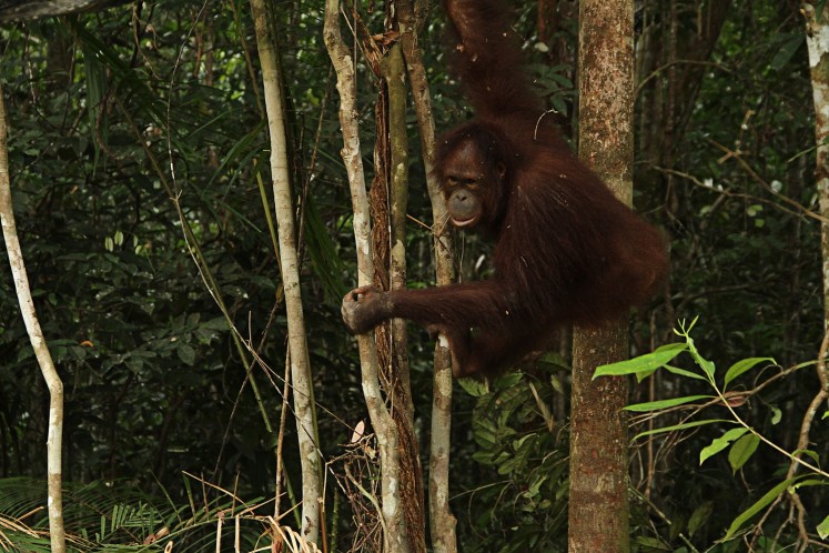 Into the wild: An orangutan rehabilitated at the Borneo Orangutan Survival Foundation (BOSF) Samboja Lestari conservation facility in Samboja district, East Kalimantan, returns to its natural habitat. 

