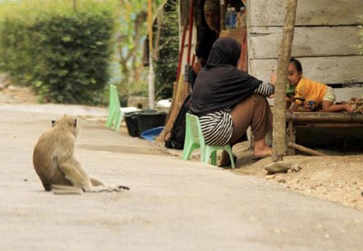 A monkey watches locals in Cikakak village, Wangon district, Banyumas regency, Central Java. 