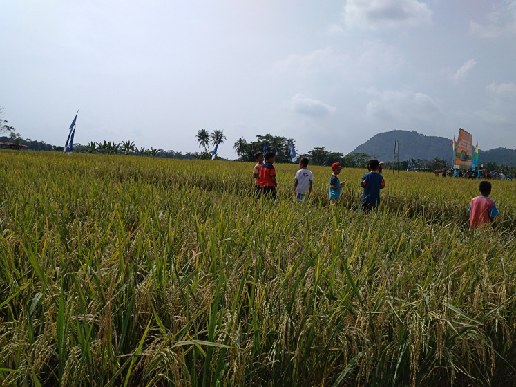 Green playground: Children play in a field where farmers plant 3S, a pest-resistant paddy variety developed by the Bogor Agricultural University (IPB). 
