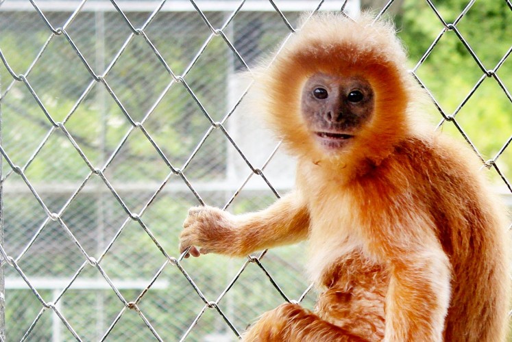 Hi there!: An East Javan langur sits in a cage at the Javan Langur Center in Batu, East Java.