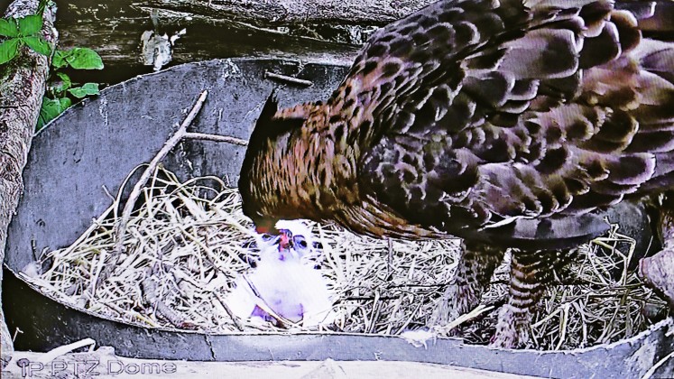 A Javan hawk-eagle feeds its offspring in a breeding cage at Taman Safari Indonesia in Bogor, West Java. 