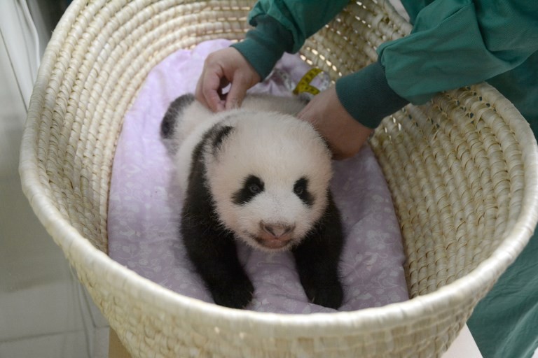 fluffy panda bear