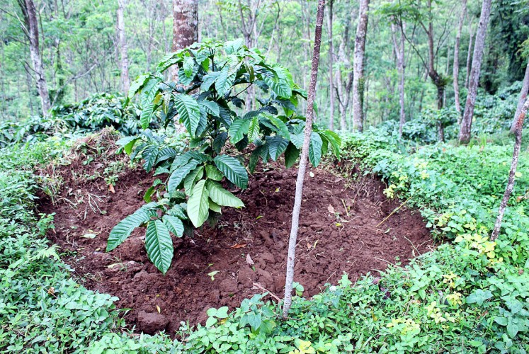 Local produce: A well maintained bush at the Kawisari plantation.