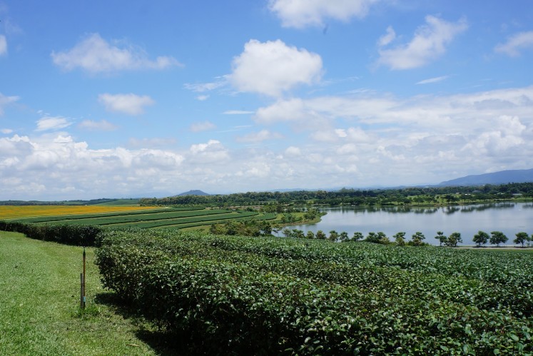 A picturesque oolong tea plantation at Singha Park. 