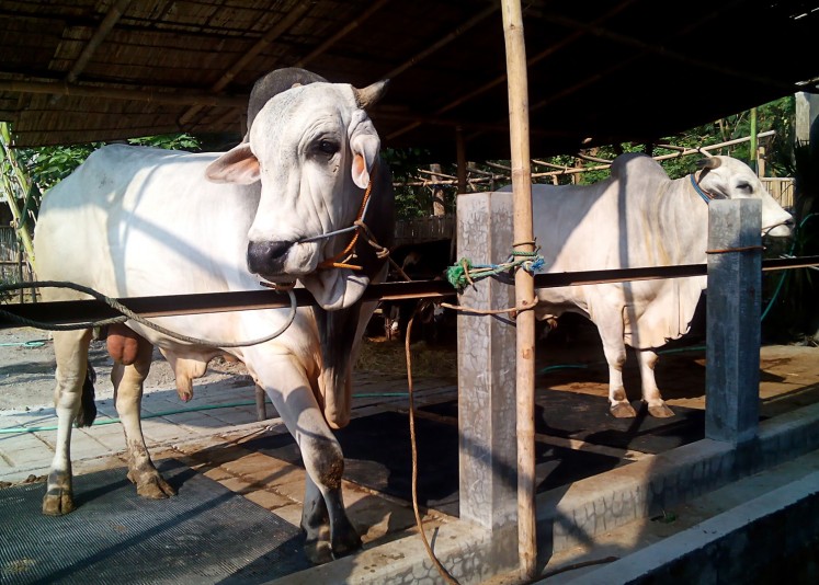All ready: The Bengal cows purchased by the President for Idul Adha in Surakarta, Central Java, on Sept.1. 