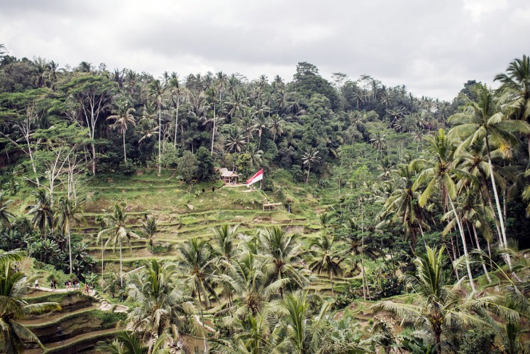 Green territory: A red and white flag is seen in the middle of a green paddy field in Ceking, Tegalalang, Gianyar, ahead of the country’s Independence Day in August. Paddy field terraces are popular tourist destinations in Bali.