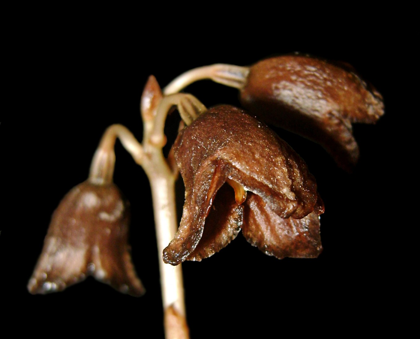 Rare species: A joint team of scientists from the Indonesian Institute of Sciences (LIPI) office at the Plant Conservation Agency (BKT) of the Bogor Botanical Gardens in Pasuruan, East Java, have discovered a new orchid species, the Gastrodia bamboo, endemic to Java. Image: JP/Aman Rochman