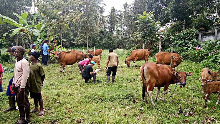 Safe: Cattle graze at a temporary shelter built by the Agriculture Ministry, after they were evacuated from the disaster-prone red zones around Bali's Mount Agung.