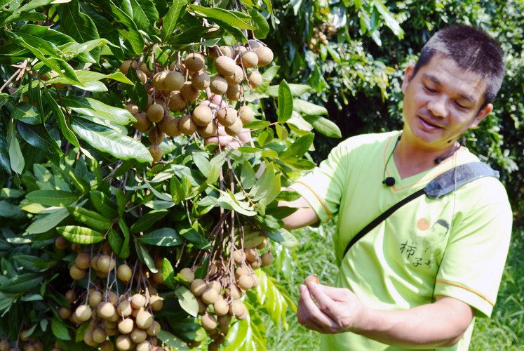 The Persimmon Brother Farm