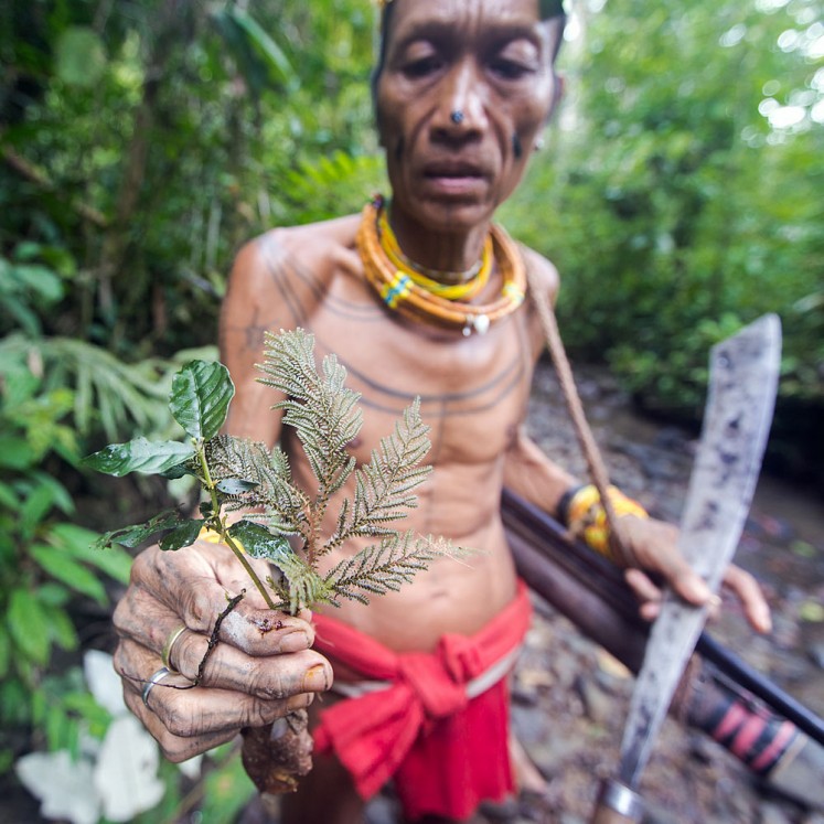 Sikerei, Aman Masit Dere gathering medicinal plants from the Siberut forest to treat the ill.