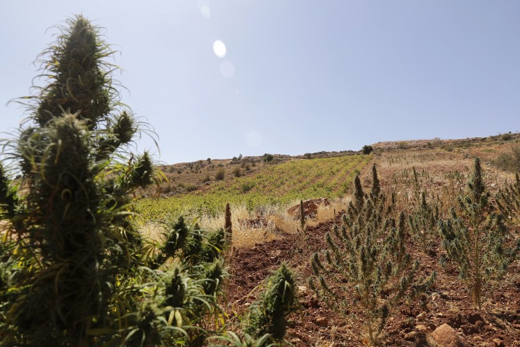 A cannabis field is seen near a vineyard on the outskirts of Deir al-Ahmar in the Beakaa Valley.