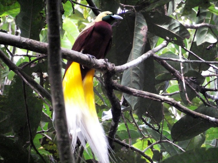 This photo taken on August 25, 2017 shows a bird-of-paradise, known locally as a cendrawasih bird, in Sorong's Malagufuk village. 