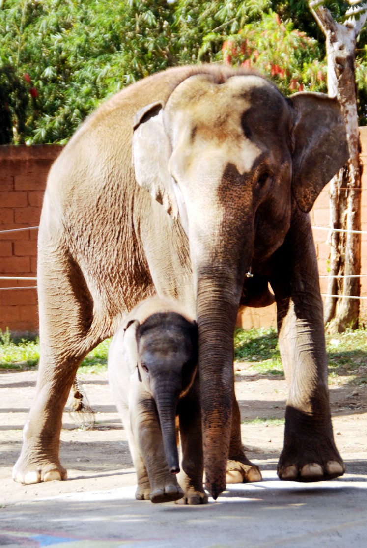 New kid on the block: Si Mungil (Cutie), a three-month-old female Sumatran elephant, walks with mother Tira.