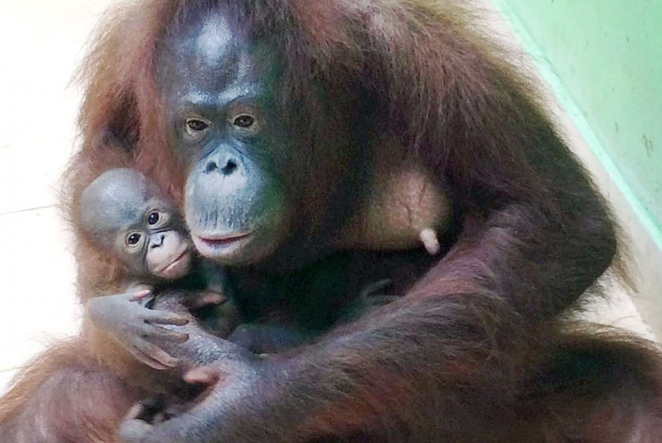 Bonding: Orangutan Toti remains aggressive and protective over her baby. They have yet to be introduced to the public at Batu Secret Zoo in East Java.