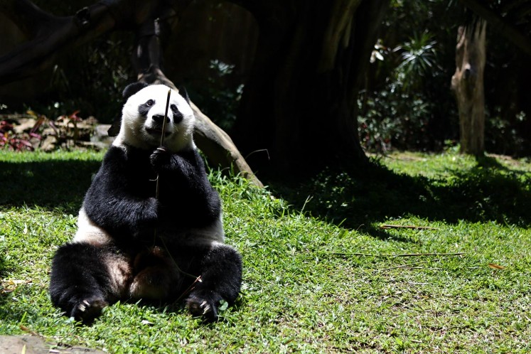 Female Giant Panda Hu Chun in her enclosure during her quarantine period at Taman Safari Indonesia Panda Area, Cisarua, West Java, Wednesday, November 1, 2017. Cai Tao (male) and Hu chun (female) were lent by the Chinese government as part of a breeding loan program.