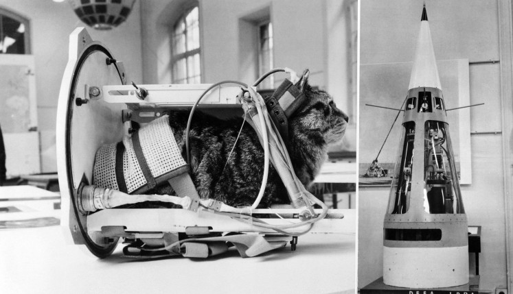 Photo taken on February 5, 1964 shows a cat representing the first cat that went into space Felicette with equipment in the rocket Veronique during an exhibition at The Conservatoire national des arts et métiers (CNAM; National Conservatory of Arts and Crafts) in Paris. On October 18, 1963, Félicette, a black and white female cat found on the streets of Paris, was sent into space on a Véronique AGI 47 sounding rocket.