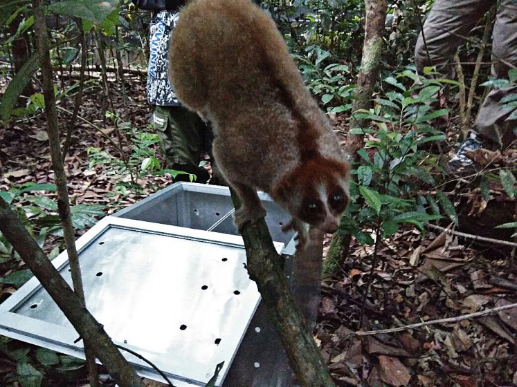 Into the wild: A Sunda slow loris crawls along a tree branch at a wildlife rehabilitation center in Mount Tarak, Ketapang regency, West Kalimantan. 
