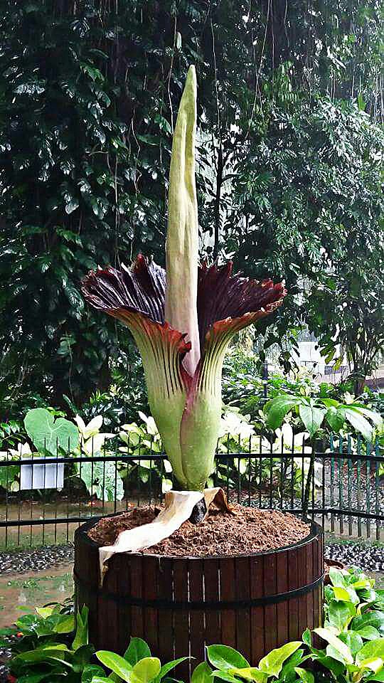 Rare collection: A titan arum, also known as a corpse flower, blossomed at Bogor Botanical Gardens on Saturday. 