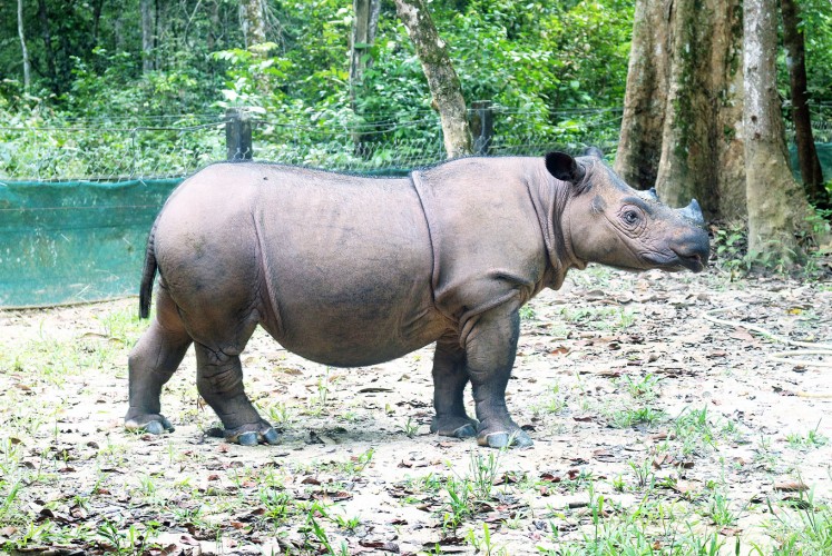 Queen rhino: Ratu, the only female Sumatran rhino to have given birth at the Sumatran Rhino Sanctuary (SRS).