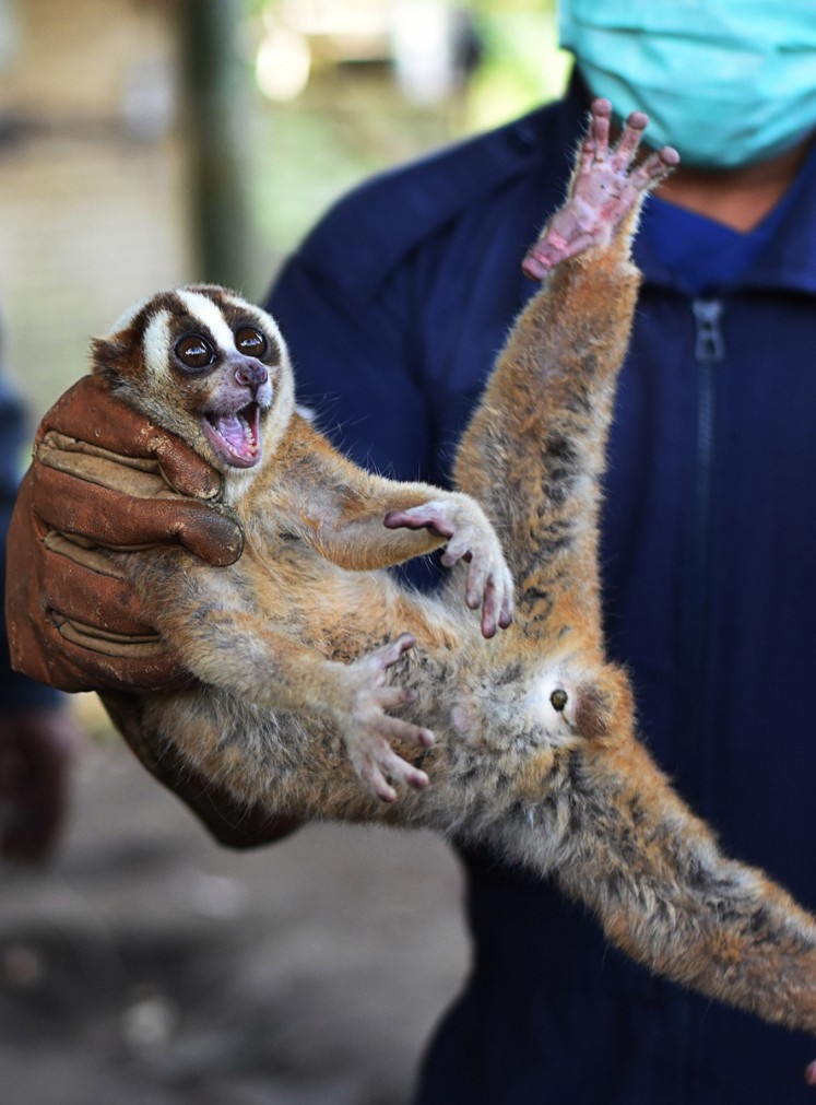 Endangered species: A Javan slow loris is ready to be released into the Kondang Merak protected forest in Malang, East Java, on Nov.8. The forest area is know as the natural habitat of Javan slow lorises. 