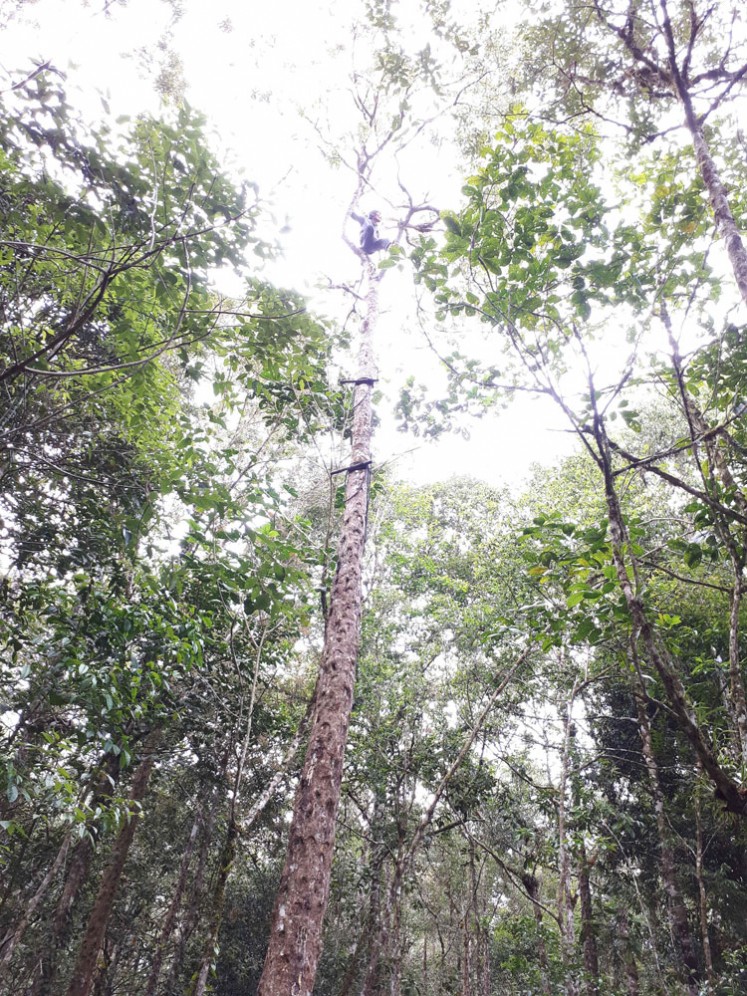 Standing tall: Kemenyan trees (Styrax benzoine) and its variants are found all over North Sumatra. 