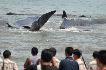 Local people withess several whales stranded in Ujong Karueng Beach in Aceh Besar regency, Aceh, on Monday, Nov. 13. 