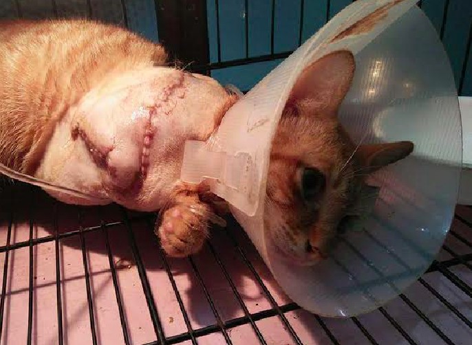 Mengil had one of its front limbs amputated following an attack by a human with a machete on Nov. 13.
