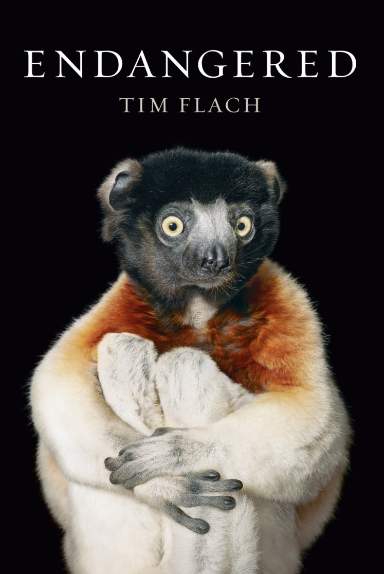 A crowned sifaka lemur hugs his knees toward his chest on the book cover of Tim Flach's 'Endangered', Flach used a black velvet backdrop in many of his prints 'because I want you to focus on the animal,' he explained to an AFP journalist in Wahington on November 13, 2017. The collection of more than 150 images featured in 'Endangered,' a tome released by US publisher Abrams, spans the spectrum of International Union for Conservation of Nature rankings from not evaluated and vulnerable to critically endangered and extinct in the wild. 