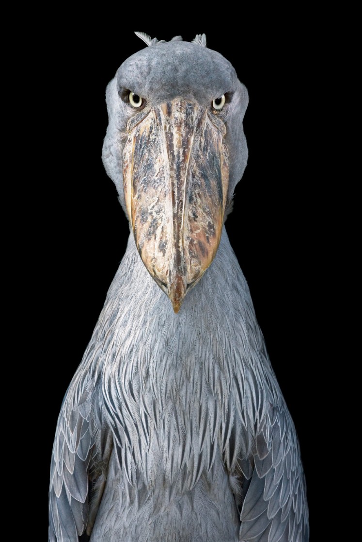 A Shoebill looks straight into Tim Flach's camera in this picture part of the book 'Endangered'. Flach used a black velvet backdrop in many of his prints 'because I want you to focus on the animal,' he explained to an AFP journalist in Wahington on November 13, 2017. The collection of more than 150 images featured in 'Endangered,' a tome released by US publisher Abrams, spans the spectrum of International Union for Conservation of Nature rankings from not evaluated and vulnerable to critically endangered and extinct in the wild.