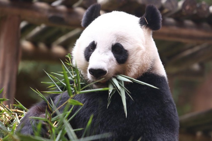 Hu Chun, the female Giant Panda, enjoys her food at the Taman Safari Indonesia, Cisarua, Bogor, West Java.