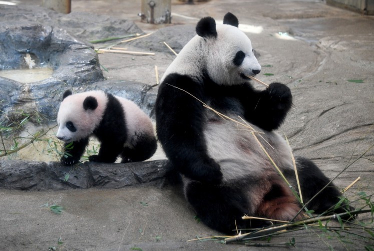 Female giant panda cub Xiang Xiang (L) walks beside her mother Shin Shin (R) at Ueno Zoo in Tokyo on December 19, 2017. Hundreds of fans flocked to a Tokyo zoo on December 19 for the first public viewing of baby panda Xiang Xiang, after winning a lucky lottery ticket that a quarter of a million applied for.