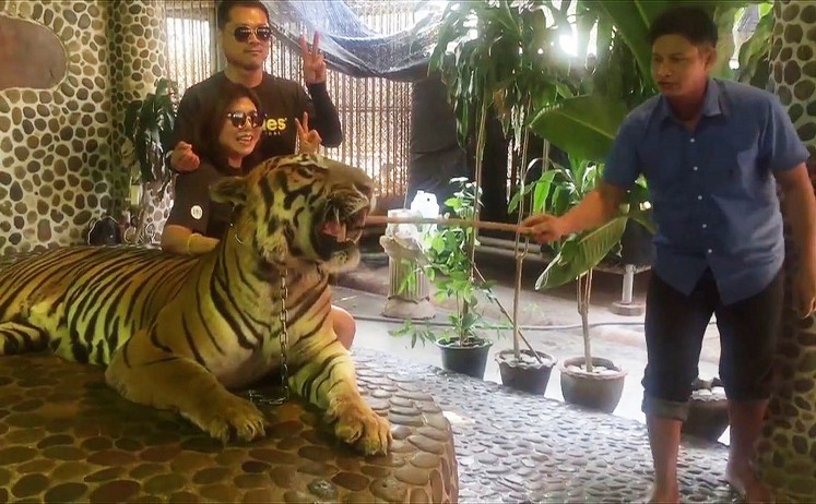 The Thai zoo has sparked outrage after a video of staff repeatedly prodding a tiger to elicit roars for tourist photos went viral, renewing criticism of the kingdom's notorious animal tourism industry. 