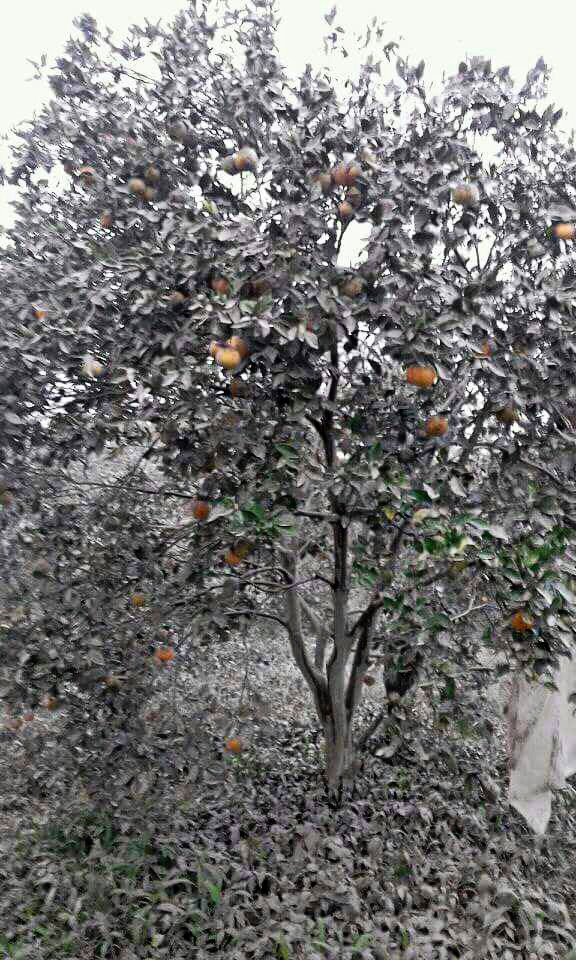 Crop failure: An orange tree belonging to a Karo farmer is seen covered by volcanic ash following Mount Sinabung's eruption on Wednesday. 