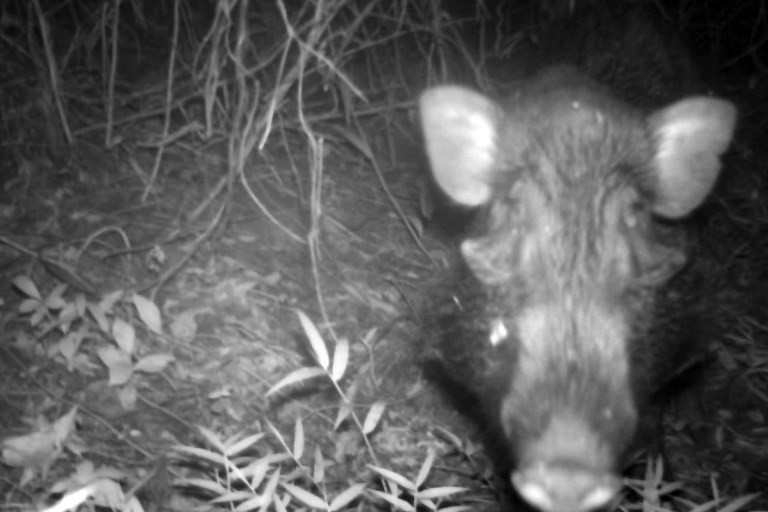 This handout from the Chester Zoo taken with a trap-camera on Jan. 24, 2017 and released on Jan. 5, 2018 shows an endangered Javan warty pig on Java island. (Agence France-Presse/Chester Zoo)