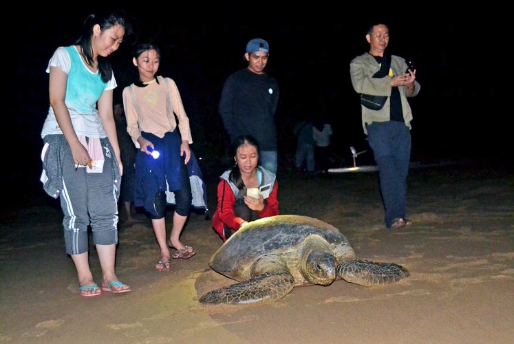 Departure: Tourists accompany a female turtle leaving her nests after laying eggs to return to the sea. Torchlight is only allowed to be directed on their back or sides, as shining torchlight on their eyes could cause blindness because of their high sensitivity to light. 